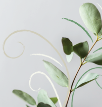 1920X1080 Planta Strokur